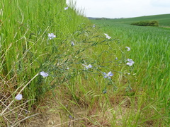 Linum austriacum
