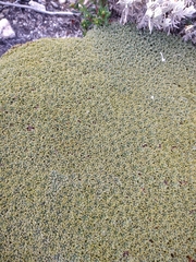 Bolax gummifera
