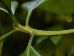 Actephila plicata