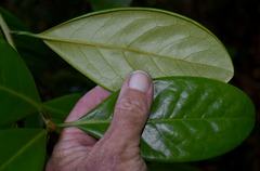 Actephila plicata
