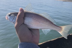 Genyonemus lineatus