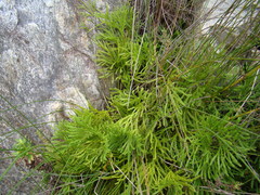 Lycopodium zanclophyllum