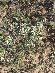 Xanthoparmelia chlorochroa