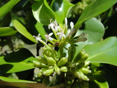 Scyphiphora hydrophylacea