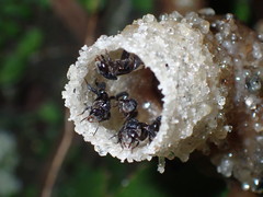 Tetragonilla collina