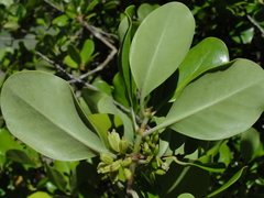 Scyphiphora hydrophylacea