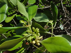 Scyphiphora hydrophylacea