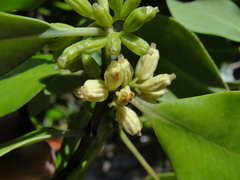 Scyphiphora hydrophylacea