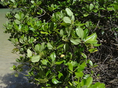 Scyphiphora hydrophylacea