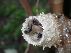 Tetragonilla collina