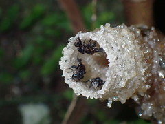 Tetragonilla collina