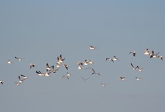 Chroicocephalus cirrocephalus