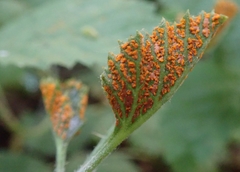 Arthuriomyces peckianus image