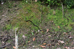 Chironius septentrionalis