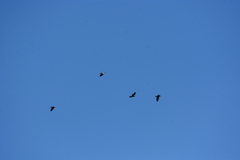 Patagioenas picazuro