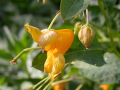 Impatiens ecornuta