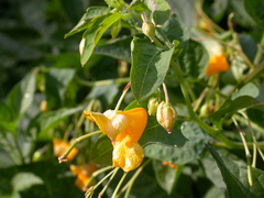 Impatiens ecornuta