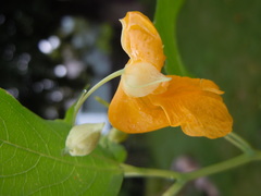 Impatiens ecornuta