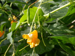 Impatiens ecornuta