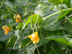 Impatiens ecornuta