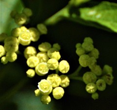 Varronia dichotoma