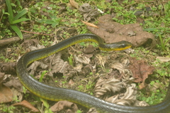 Chironius septentrionalis