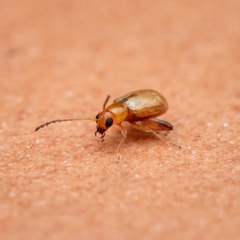 Longitarsus ochroleucus