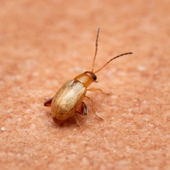 Longitarsus ochroleucus