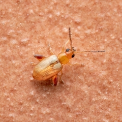 Longitarsus ochroleucus