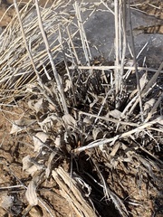 Helianthella microcephala