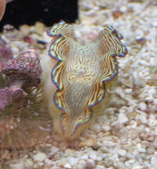 Tridacna derasa