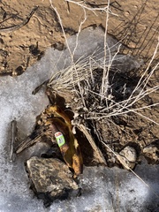 Helianthella microcephala