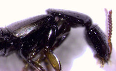 Phacophallus parumpunctatus