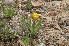 Oenothera howardii