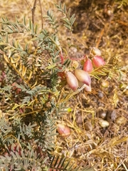 Astragalus wootonii