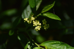 Varronia dichotoma