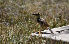 Trachyphonus darnaudii usambiro