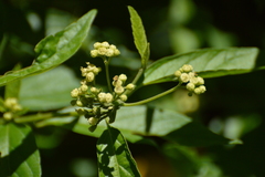 Varronia dichotoma
