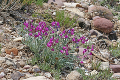 Oxytropis besseyi