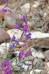 Oxytropis besseyi
