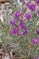 Oxytropis besseyi