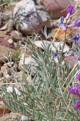 Oxytropis besseyi