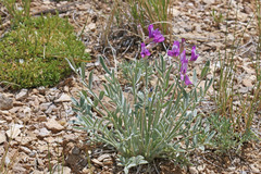 Oxytropis besseyi