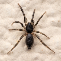 Drassyllus villicus
