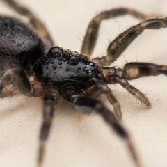 Drassyllus villicus