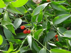 Danae racemosa