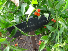 Danae racemosa