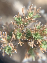 Artemisia pygmaea