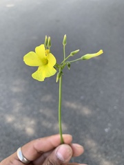 Oxalis pes-caprae