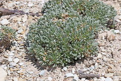 Parthenium ligulatum